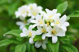 Jasmine Flowers (Jasminum): All You Need To Know About