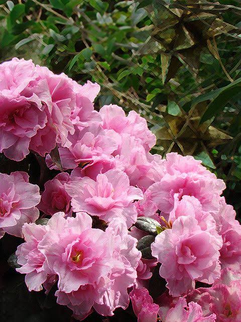 Azalea flowers (Rhododendron spp): All You Need To Know About