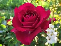 Red Rose Flowers( Scientific name): All You Need To Know About 