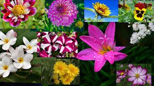 All You Need To Know About The Different Types of Flowers