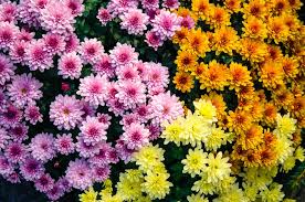 Chrysanthemum Flowers (Asteraceae): Complete Growing and Care Guide 