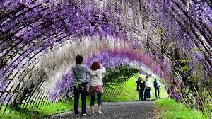 Wisteria Flowers (Wisteria sinensis): Complete Growing and Care Guide 