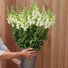 Snapdragon Flowers (Antirrhinum Majus): Complete Growing and Care Guide 