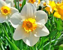 March Flowers Complete Growing Guide March Flowers Complete Growing Guide