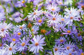 September Flowers Complete Growing Guide September Flowers Complete Growing Guide