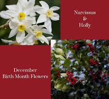 December Flowers Complete Growing Guide