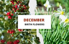 December Flowers Complete Growing Guide 