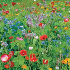 Significance and Uses of Wild Flowers 