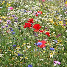 Significance and Uses of Wild Flowers 