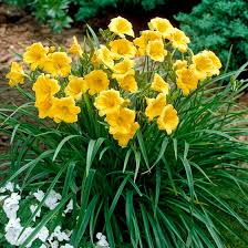 Daylily Flowers (Hemerocallis): All You Need To Know 
