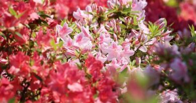 Complete Growing Guide and Uses of Azalea Flowers