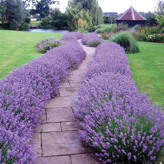 Lavender Flower Complete Growing Guide
