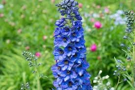 Delphinium Flowers (Delphis): All You Need To Know About