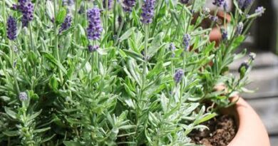 All You Need To Know About Lavender in Pots