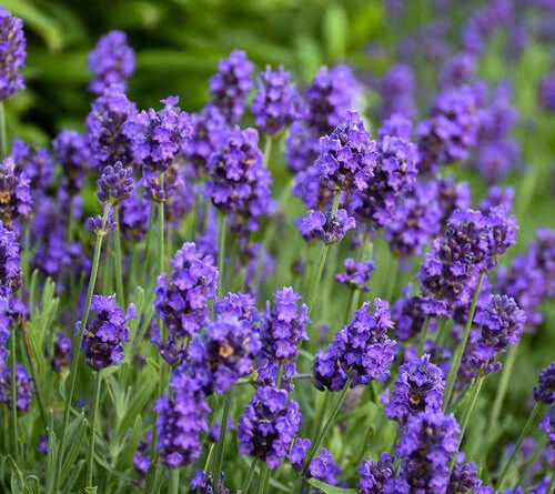 Lavender Flower (Lavandula): All You Need To Know About
