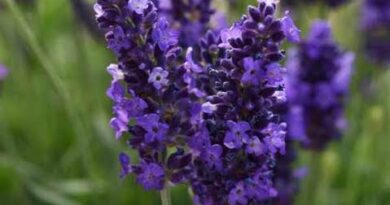 Significance and Uses of Dry Lavender Flowers