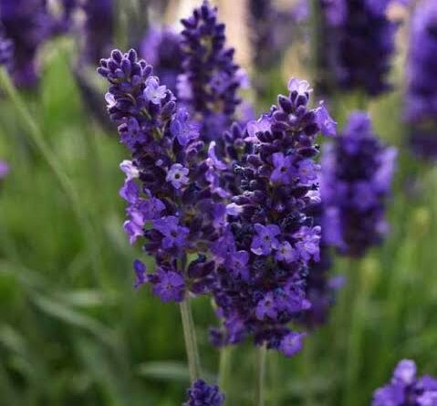 Lavender Flower Complete Growing Guide
