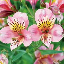 Alstroemeria Flowers (Peruvian Lily): All You Need To Know About 