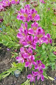 Alstroemeria Flowers (Peruvian Lily): All You Need To Know About 