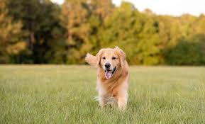 All You Need To Know About Best Family Dogs All you need to know about Best Family Dogs