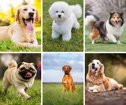All You Need To Know About Best Family Dogs