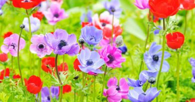 Anemone Flowers: All You Need To Know About