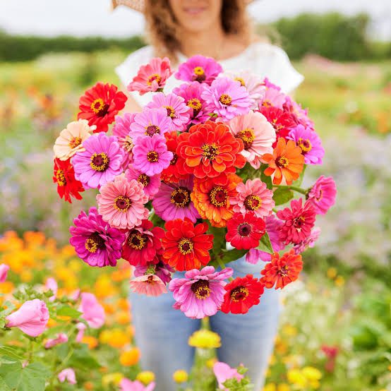 Zinnia Flowers: All You Need To Know About