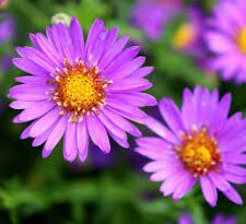 Aster Flowers (Asteraceae): All You Need To Know About