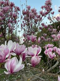 Magnolia Flowers (Magnolia Spp): All You Need To Know About 