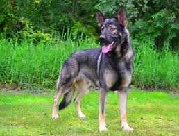 Shiloh Shepherd Dogs: Description and Complete Care Guide Shiloh Shepherd Dogs: Description and Complete Care Guide