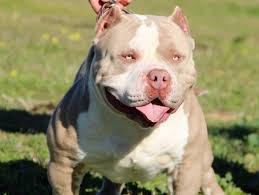 Bully Pit Dogs: Description and Complete Care Guide Bully Pit Dogs: Description and Complete Care Guide