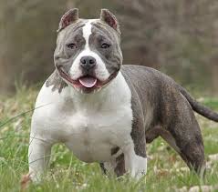 Bully Pit Dogs: Description and Complete Care Guide Bully Pit Dogs: Description and Complete Care Guide