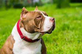 Bully Pit Dogs: Description and Complete Care Guide
