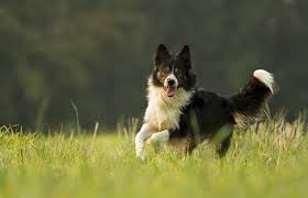Herding Dogs: Description and Complete Care Guide