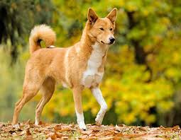 Canaan Dogs: Description and Complete Care Guide