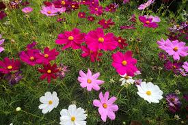 Cosmos Flowers (Cosmos Bipinnatus): All You Need To Know About 