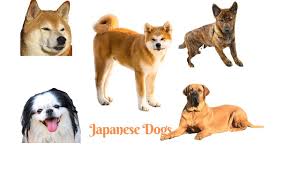 All You Need To Know About Japanese Dog Breeds