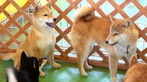 All You Need To Know About Japanese Dog Breeds All you need to know about Japanese Dog Breeds