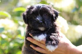 Shichon Dogs: Description and Complete Care Guide Shichon Dogs: Description and Complete Care Guide