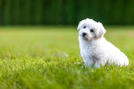 Shichon Dogs: Description and Complete Care Guide Shichon Dogs: Description and Complete Care Guide