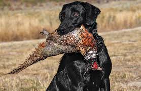 All You Need To Know About Hunting Dog Breeds