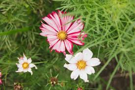 Cosmos Flowers (Cosmos Bipinnatus): All You Need To Know About