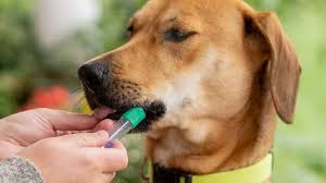 All You Need To Know About Embark DNA All you need to know about Embark DNA