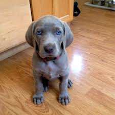 Weimaraner Puppy Dogs: Description and Complete Care Guide Weimaraner Puppy Dogs: Description and Complete Care Guide