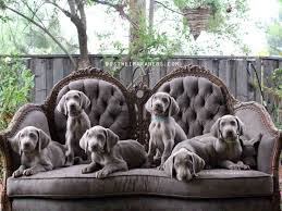 Weimaraner Puppy Dogs: Description and Complete Care Guide