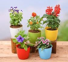 Flower Plants Complete Growing Guide
