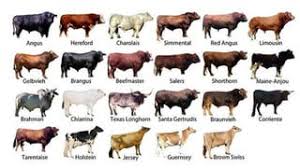 Find out which of the Ruminant Breeds is better to raise