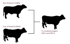 Find out which of the Ruminant Breeds is better to raise