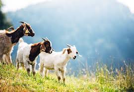 Description of Some Popular Goat Breeds