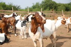 History and Distribution of Goats